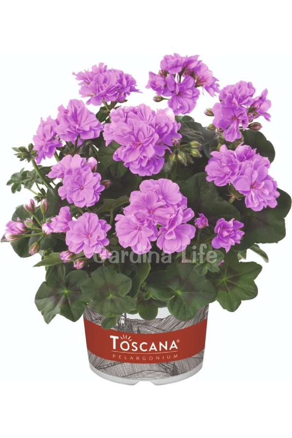 Sakız Sardunya Fidesi Katmerli ( Sarkan Sardunya Pelargonium Peltatum ) Lavender 1 Adet