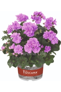 Sakız Sardunya Fidesi Katmerli ( Sarkan Sardunya Pelargonium Peltatum ) Lavender 1 Adet - Thumbnail