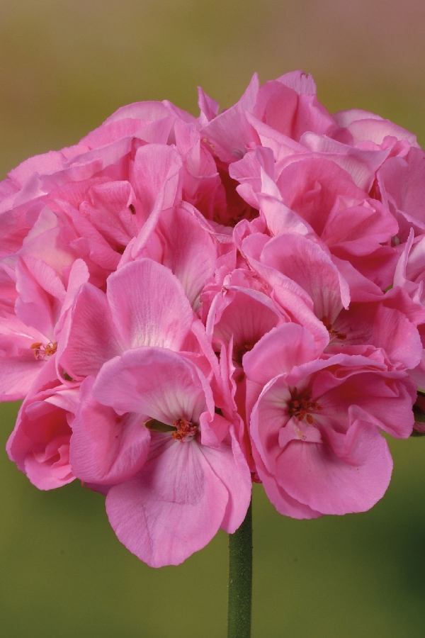 Sakız Sardunya Fidesi Katmerli ( Sarkan Sardunya Pelargonium Peltatum ) Pink 1 Adet