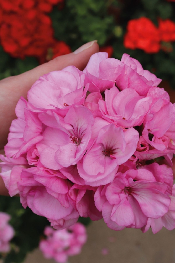 Sakız Sardunya Fidesi Katmerli ( Sarkan Sardunya Pelargonium Peltatum ) Pink 1 Adet