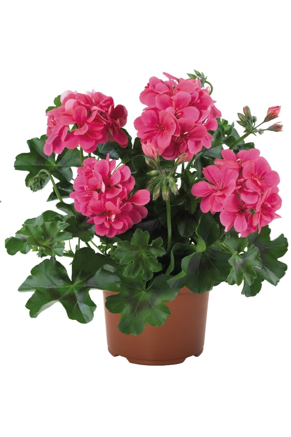 Sakız Sardunya Fidesi Katmerli ( Sarkan Sardunya Pelargonium Peltatum ) Rose 1 Adet