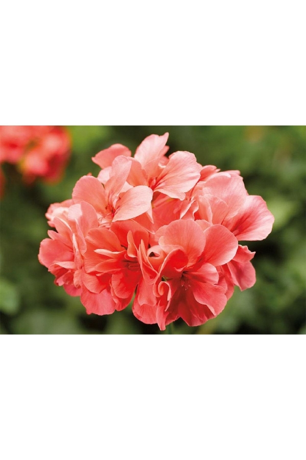 Sakız Sardunya Fidesi Katmerli ( Sarkan Sardunya Pelargonium Peltatum ) Salmon 1 Adet