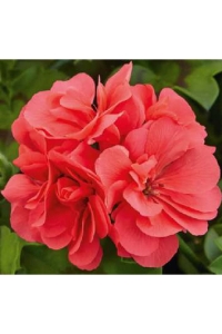 Sakız Sardunya Fidesi Katmerli ( Sarkan Sardunya Pelargonium Peltatum ) Salmon 1 Adet - Thumbnail