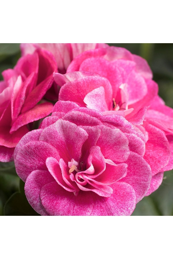 Sakız Sardunya Fidesi Katmerli ( Sarkan Sardunya Pelargonium Peltatum ) Stardust Rose 1 Adet