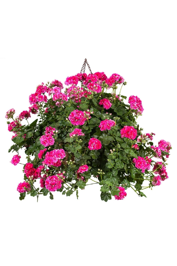 Gardinalife - Sakız Sardunya Fidesi Katmerli ( Sarkan Sardunya Pelargonium Peltatum ) Stardust Rose 1 Adet