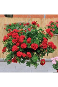 Sakız Sardunya Fidesi Katmerli ( Sarkan Sardunya Pelargonium Peltatum ) True Red 1 Adet - Thumbnail