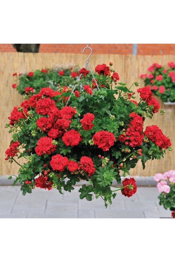 Sakız Sardunya Fidesi Katmerli ( Sarkan Sardunya Pelargonium Peltatum ) True Red 1 Adet