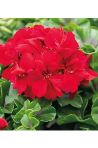 Sakız Sardunya Fidesi Katmerli ( Sarkan Sardunya Pelargonium Peltatum ) True Red 1 Adet - Thumbnail