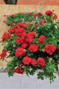 Sakız Sardunya Fidesi Katmerli ( Sarkan Sardunya Pelargonium Peltatum ) True Red 1 Adet - Thumbnail