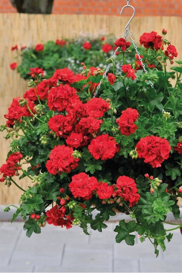 Sakız Sardunya Fidesi Katmerli ( Sarkan Sardunya Pelargonium Peltatum ) True Red 1 Adet