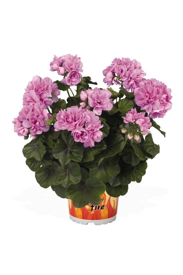 Sakız Sardunya Fidesi Katmerli ( Sarkan Sardunya Pelargonium Peltatum ) Violet 1 Adet