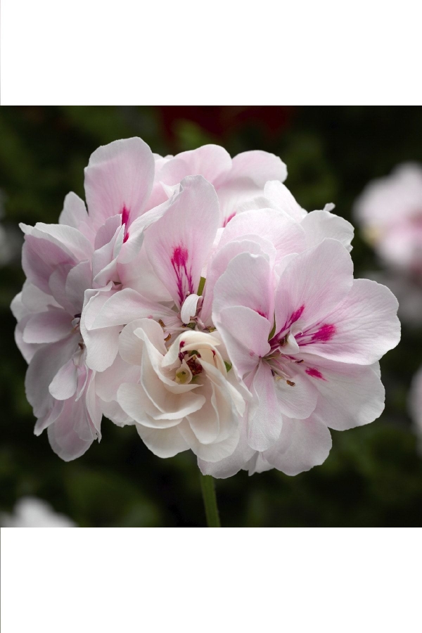 Sakız Sardunya Fidesi Katmerli ( Sarkan Sardunya Pelargonium Peltatum ) White (BLUSH) 1 Adet