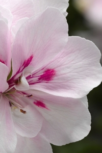 Sakız Sardunya Fidesi Katmerli ( Sarkan Sardunya Pelargonium Peltatum ) White (BLUSH) 1 Adet - Thumbnail