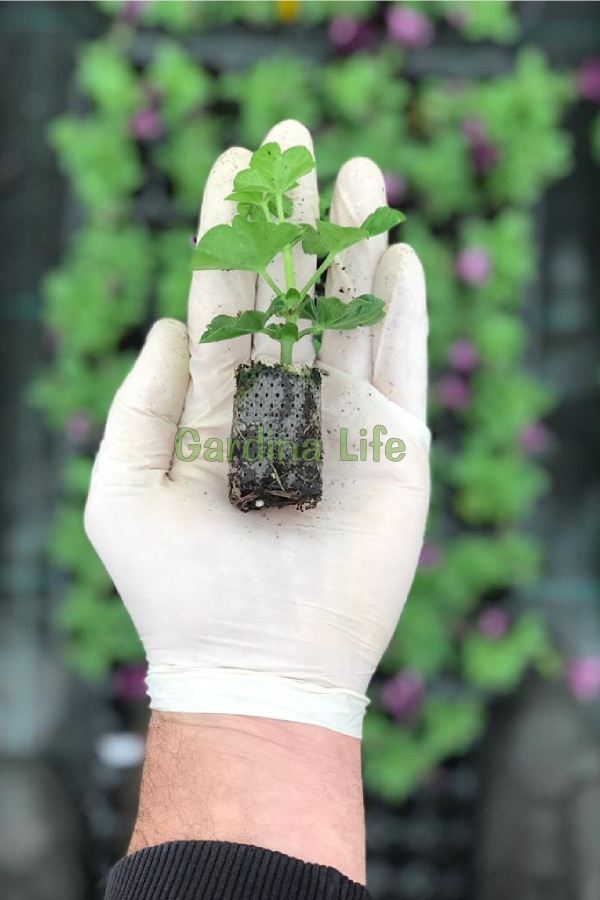 Sakız Sardunya Fidesi Katmerli ( Sarkan Sardunya Pelargonium Peltatum ) White (BLUSH) 1 Adet