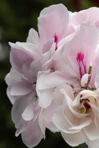 Sakız Sardunya Fidesi Katmerli ( Sarkan Sardunya Pelargonium Peltatum ) White (BLUSH) 1 Adet - Thumbnail