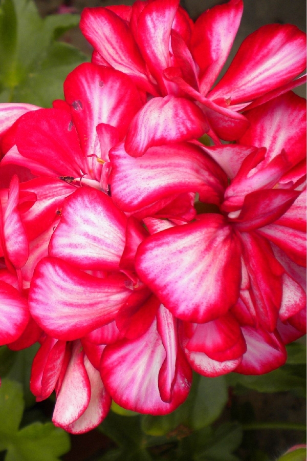 Sakız Sardunya Fidesi ( Sarkan Sardunya Pelargonium Peltatum ) Arctic Burgundy 1 Adet