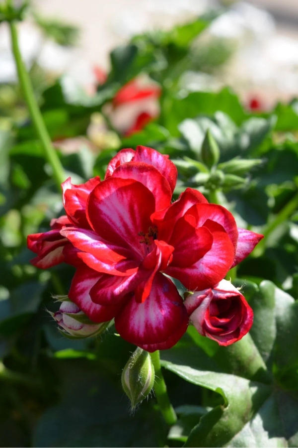 Sakız Sardunya Fidesi ( Sarkan Sardunya Pelargonium Peltatum ) Arctic Burgundy 1 Adet