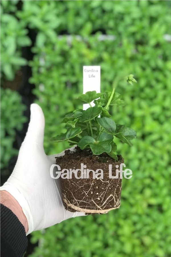 Sakız Sardunya Fidesi ( Sarkan Sardunya Pelargonium Peltatum ) Arctic Burgundy 1 Adet