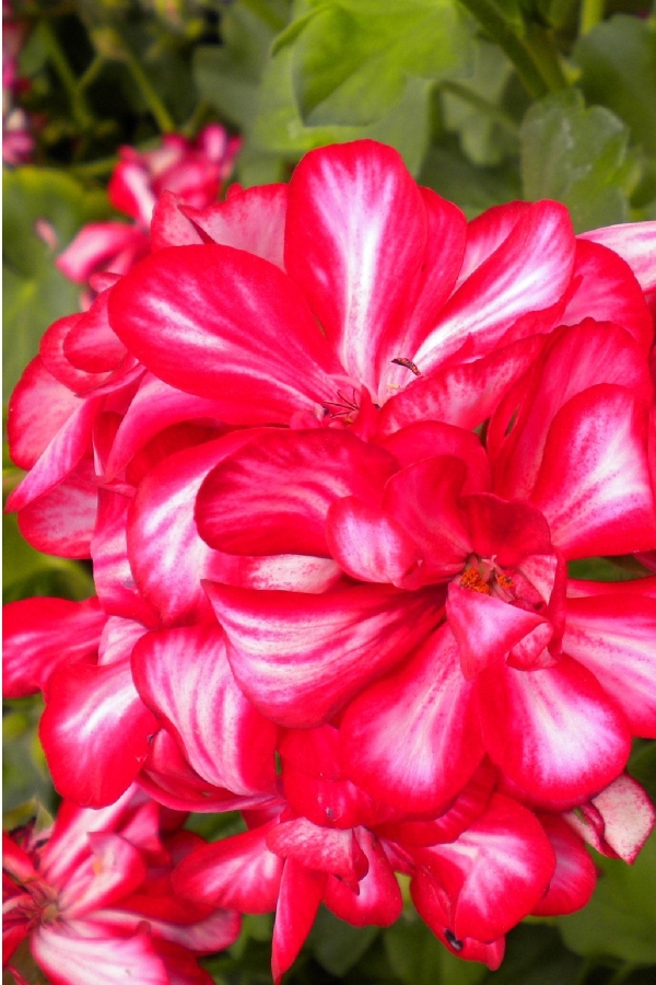 Gardinalife - Sakız Sardunya Fidesi ( Sarkan Sardunya Pelargonium Peltatum ) Arctic Burgundy 1 Adet