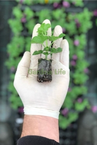 Sakız Sardunya Fidesi ( Sarkan Sardunya Pelargonium Peltatum ) Bordo - Beyaz 1 Adet - Thumbnail