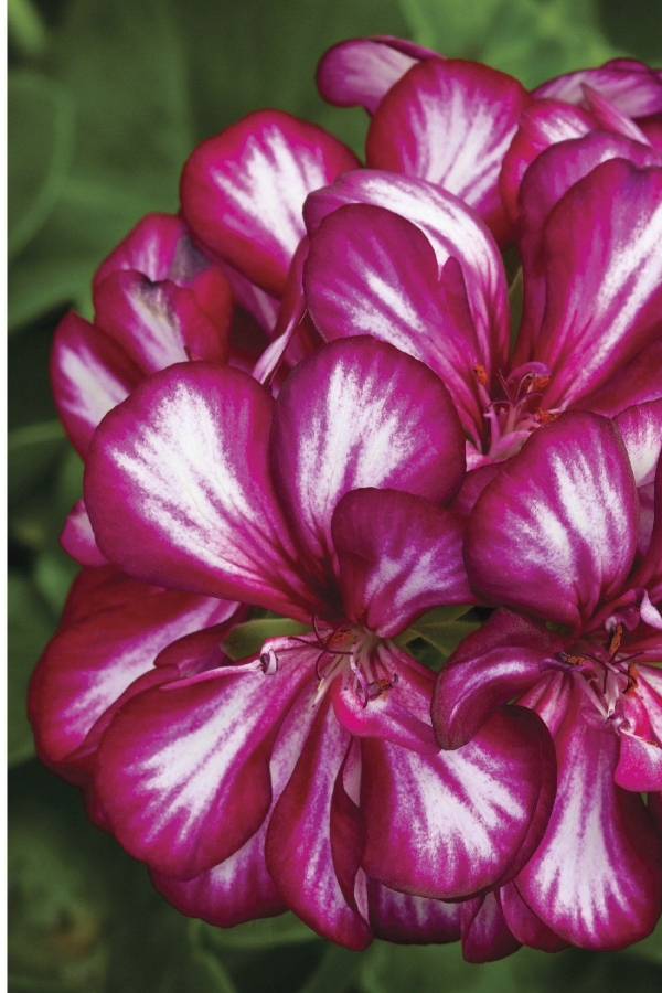 Sakız Sardunya Fidesi ( Sarkan Sardunya Pelargonium Peltatum ) Bordo - Beyaz 1 Adet