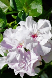 Sakız Sardunya Fidesi ( Sarkan Sardunya Pelargonium Peltatum ) White 1 Adet - Thumbnail