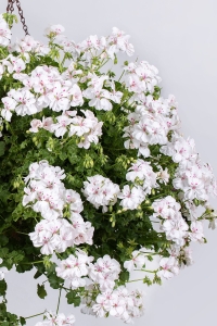 Sakız Sardunya Fidesi ( Sarkan Sardunya Pelargonium Peltatum ) White 1 Adet - Thumbnail