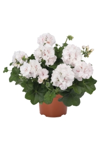 Sakız Sardunya Fidesi ( Sarkan Sardunya Pelargonium Peltatum ) White 1 Adet - Thumbnail