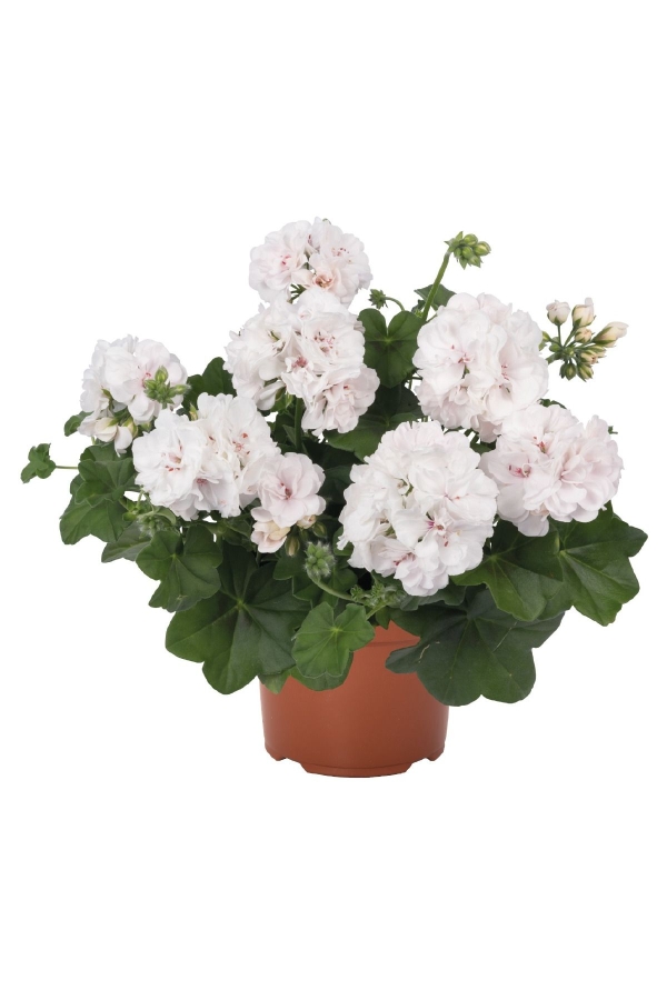 Sakız Sardunya Fidesi ( Sarkan Sardunya Pelargonium Peltatum ) White 1 Adet