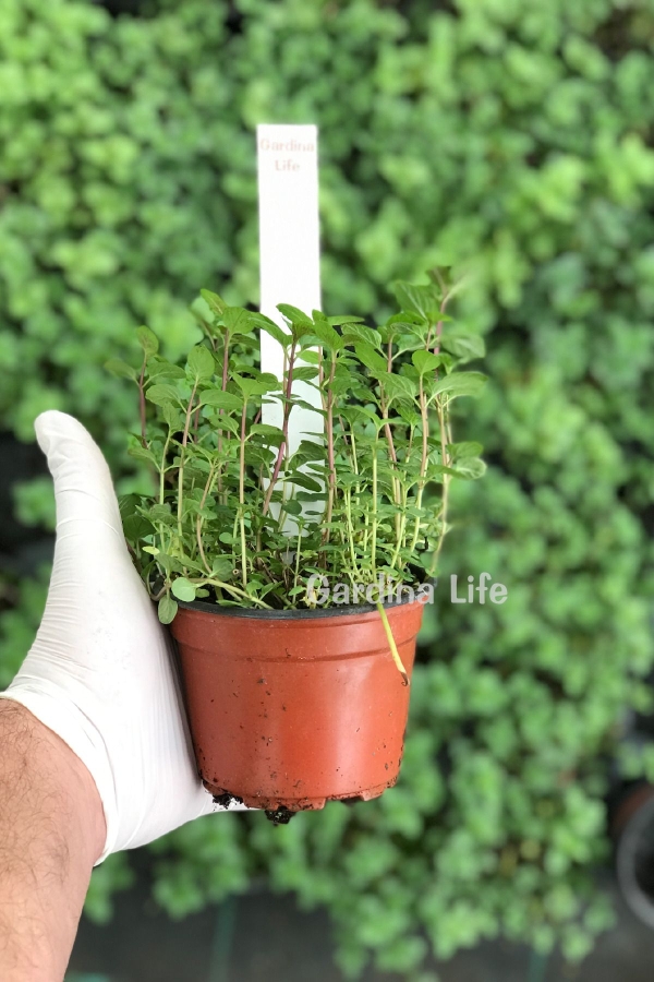 Saksıda Tıbbi Nane ( Mentha Piperita )