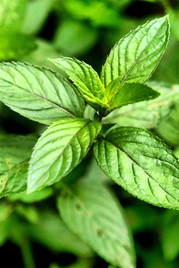 Saksıda Tıbbi Nane ( Mentha Piperita )