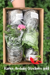 Sardunya Fidesi Bodur Cins ( Pelargonium Zonale Dark ) Raspberry 1 Adet - Thumbnail