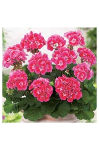 Sardunya Fidesi Bodur Cins ( Pelargonium Zonale Dark ) Raspberry 1 Adet - Thumbnail