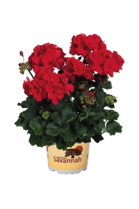 Sardunya Fidesi Bodur ( Pelargonium Zonale Dark ) Bright Red 1 Adet - Thumbnail