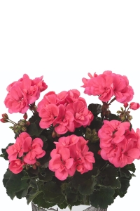 Sardunya Fidesi Bodur ( Pelargonium Zonale Dark ) Coral 1 Adet - Thumbnail