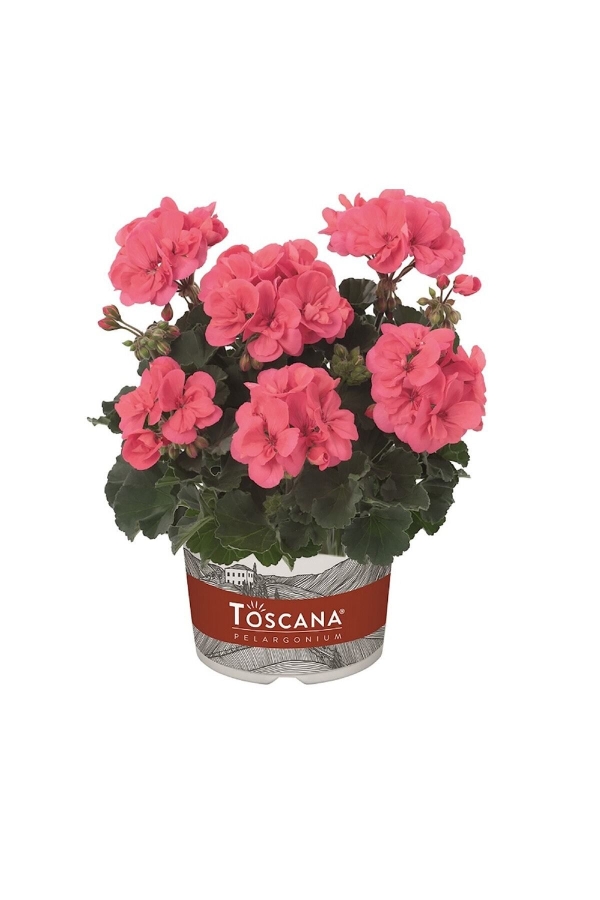 Sardunya Fidesi Bodur ( Pelargonium Zonale Dark ) Coral 1 Adet