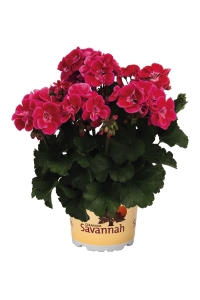 Sardunya Fidesi Bodur ( Pelargonium Zonale Dark ) Cranberry 1 Adet - Thumbnail