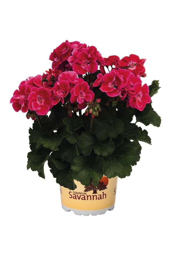 Sardunya Fidesi Bodur ( Pelargonium Zonale Dark ) Cranberry 1 Adet