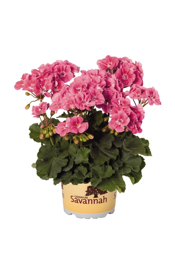 Sardunya Fidesi Bodur ( Pelargonium Zonale Dark ) Dark Pink 1 Adet