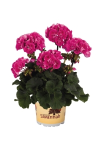 Sardunya Fidesi Bodur ( Pelargonium Zonale Dark ) Hot Rose 1 Adet - Thumbnail