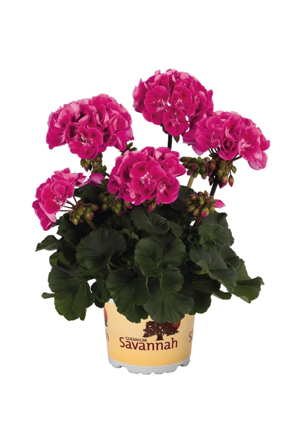 Gardinalife - Sardunya Fidesi Bodur ( Pelargonium Zonale Dark ) Hot Rose 1 Adet