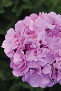 Sardunya Fidesi Bodur ( Pelargonium Zonale Dark ) Lavender 1 Adet - Thumbnail