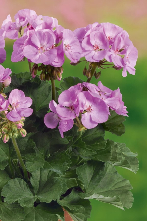 Sardunya Fidesi Bodur ( Pelargonium Zonale Dark ) Lavender 1 Adet