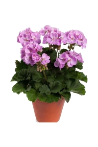 Sardunya Fidesi Bodur ( Pelargonium Zonale Dark ) Lavender 1 Adet - Thumbnail