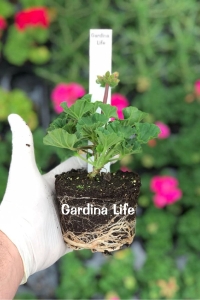 Sardunya Fidesi Bodur ( Pelargonium Zonale Dark ) Lavender Splash 1 Adet - Thumbnail