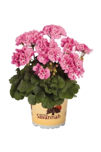 Sardunya Fidesi Bodur ( Pelargonium Zonale Dark ) Lavender Splash 1 Adet - Thumbnail