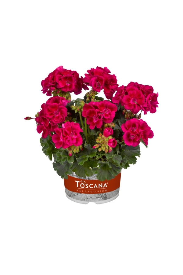 Sardunya Fidesi Bodur ( Pelargonium Zonale Dark ) Mia Purple Eye 1 Adet