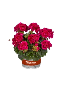 Sardunya Fidesi Bodur ( Pelargonium Zonale Dark ) Mia Purple Eye 1 Adet - Thumbnail