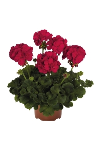 Sardunya Fidesi Bodur ( Pelargonium Zonale Dark ) Neon Purple 1 Adet - Thumbnail