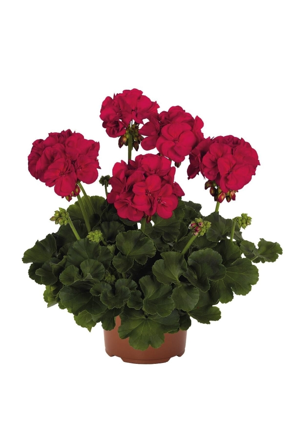 Gardinalife - Sardunya Fidesi Bodur ( Pelargonium Zonale Dark ) Neon Purple 1 Adet